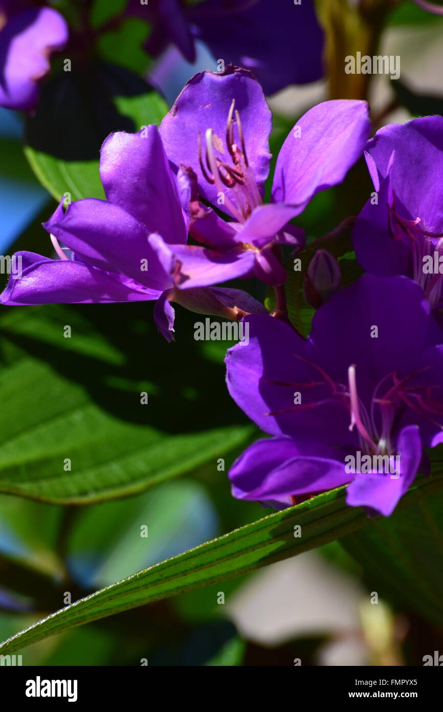 Bees on purple flowers hi-res stock photography and images - Alamy
