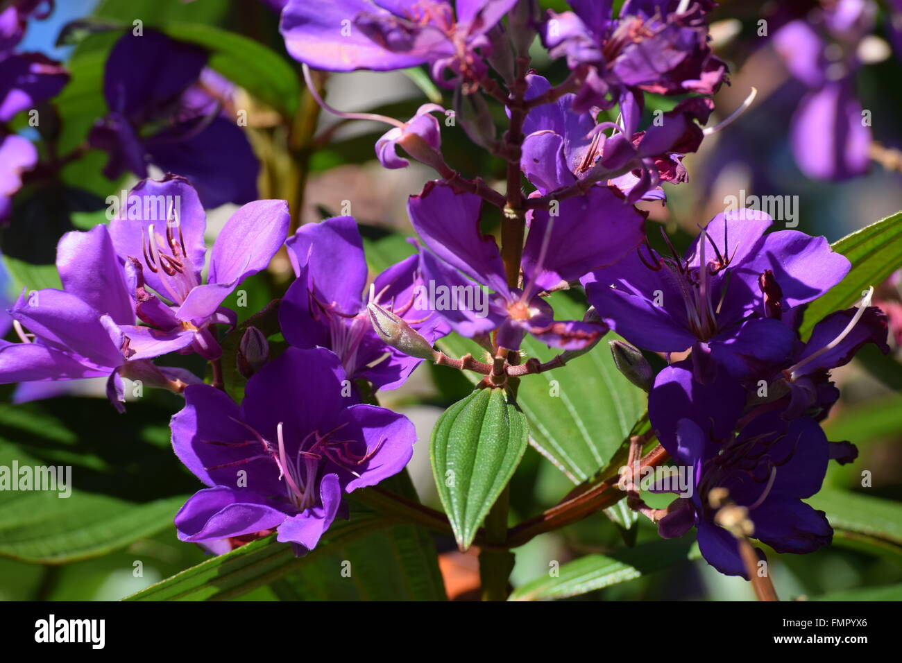Purple flowers in the garden hi-res stock photography and images - Alamy