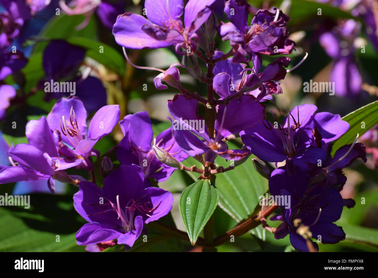 Bees on purple flowers hi-res stock photography and images - Alamy