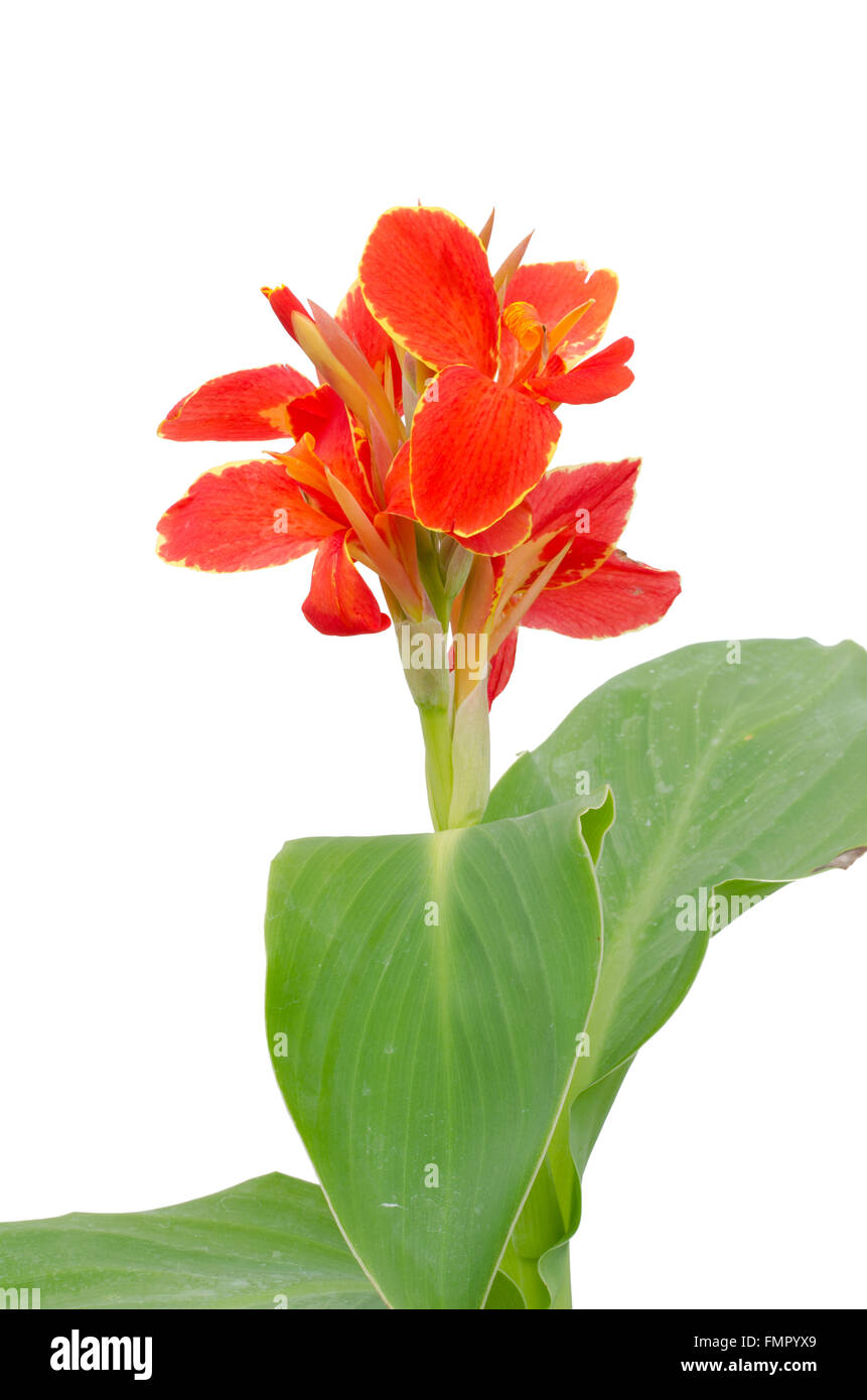 Red canna flower isolated on white background Stock Photo