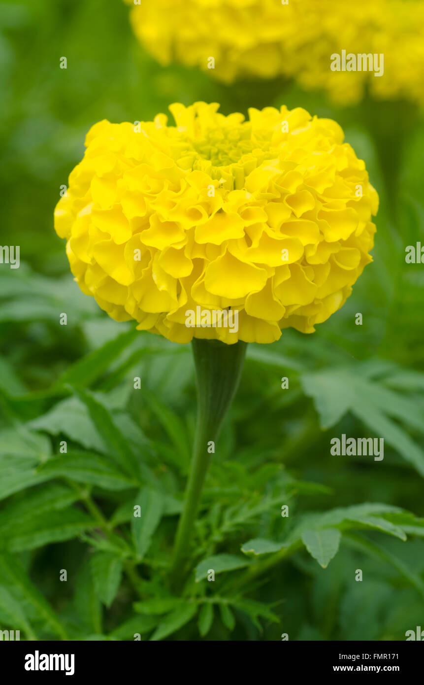 Beautiful golden yellow ,marigold flower Stock Photo