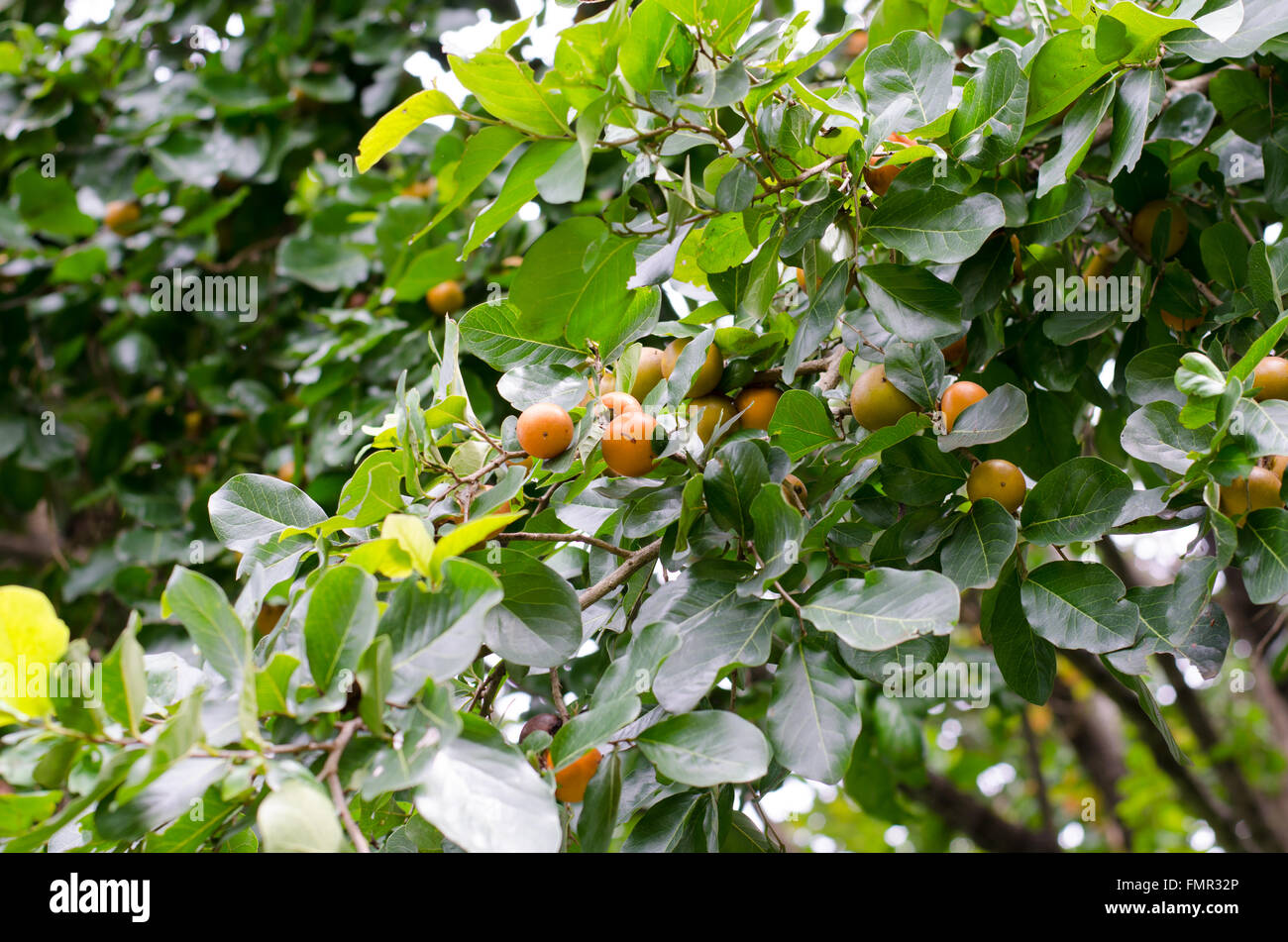Ebony fruit growing on tree Stock Photo