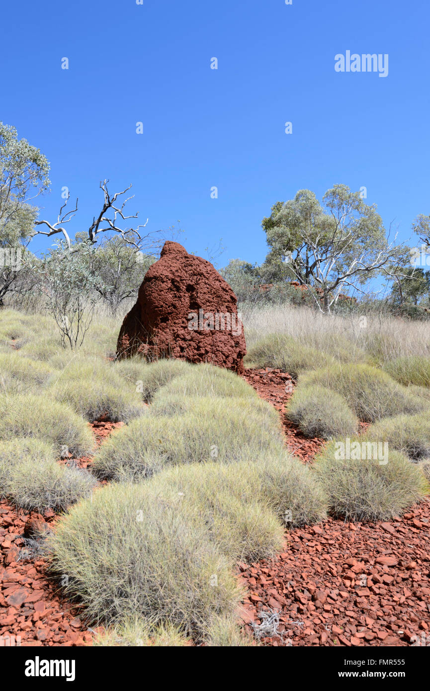 Spinifex growing at Karijini National Park, Pilbara, Western Australia, WA, Australia Stock Photo