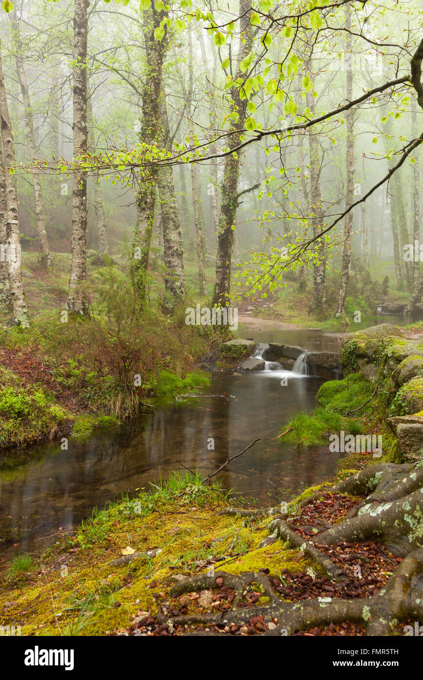 Beautiful small river flowing by the forest during the Spring season at ...