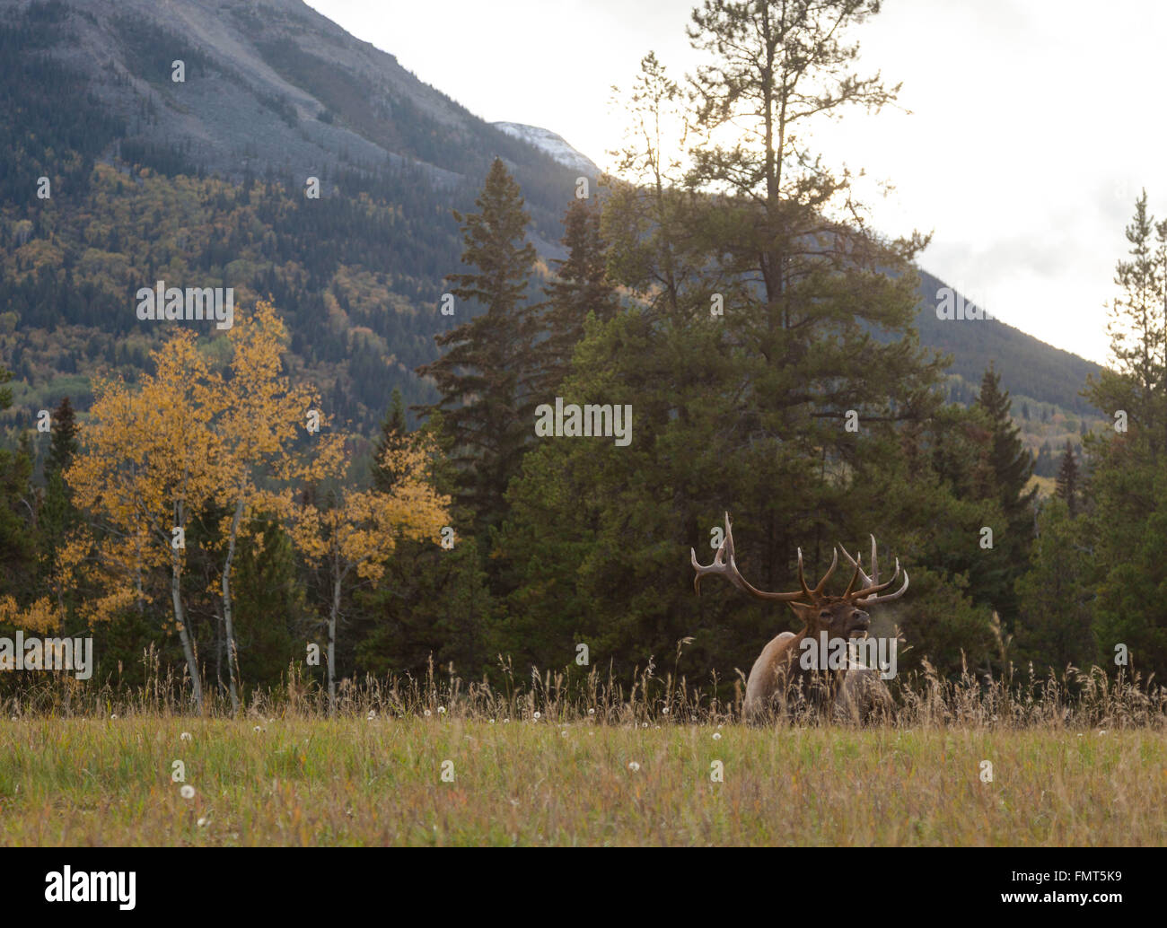An Elk Resting at Jasper National Park in Alberta Stock Photo