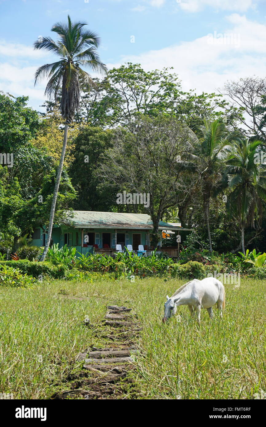 A typical house in Costa Rica with a horse in pasture in foreground, Puerto Viejo de Talamanca, Central America Stock Photo