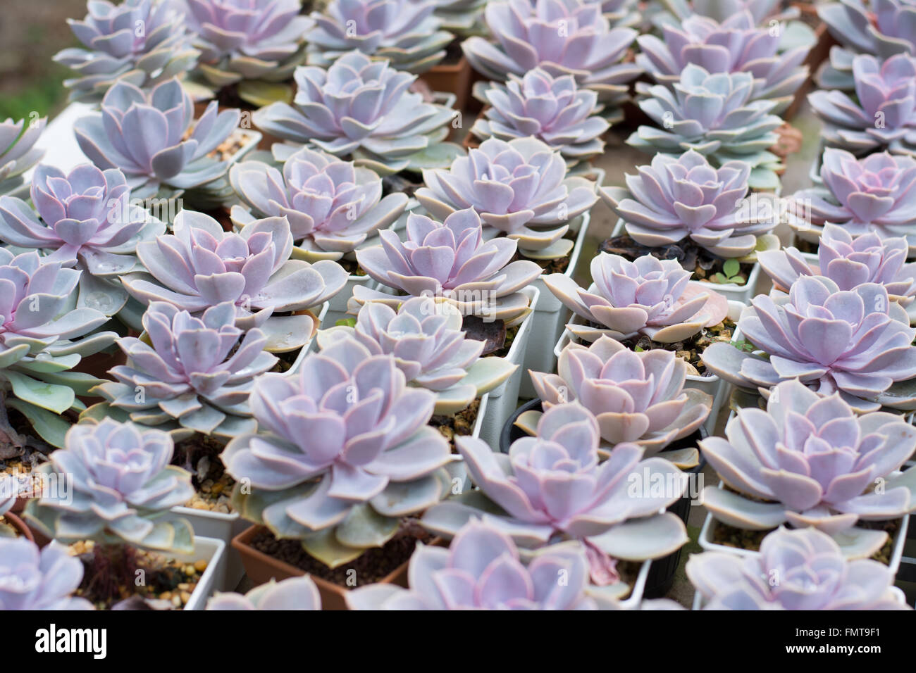 Cactus propagation in pots Stock Photo