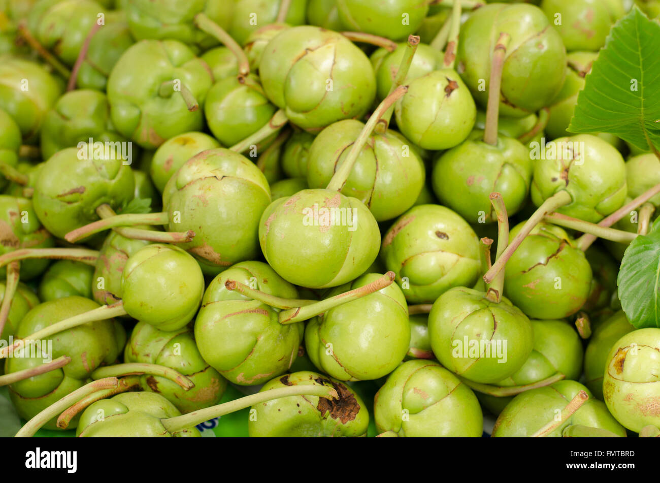 Elephant apple deals
