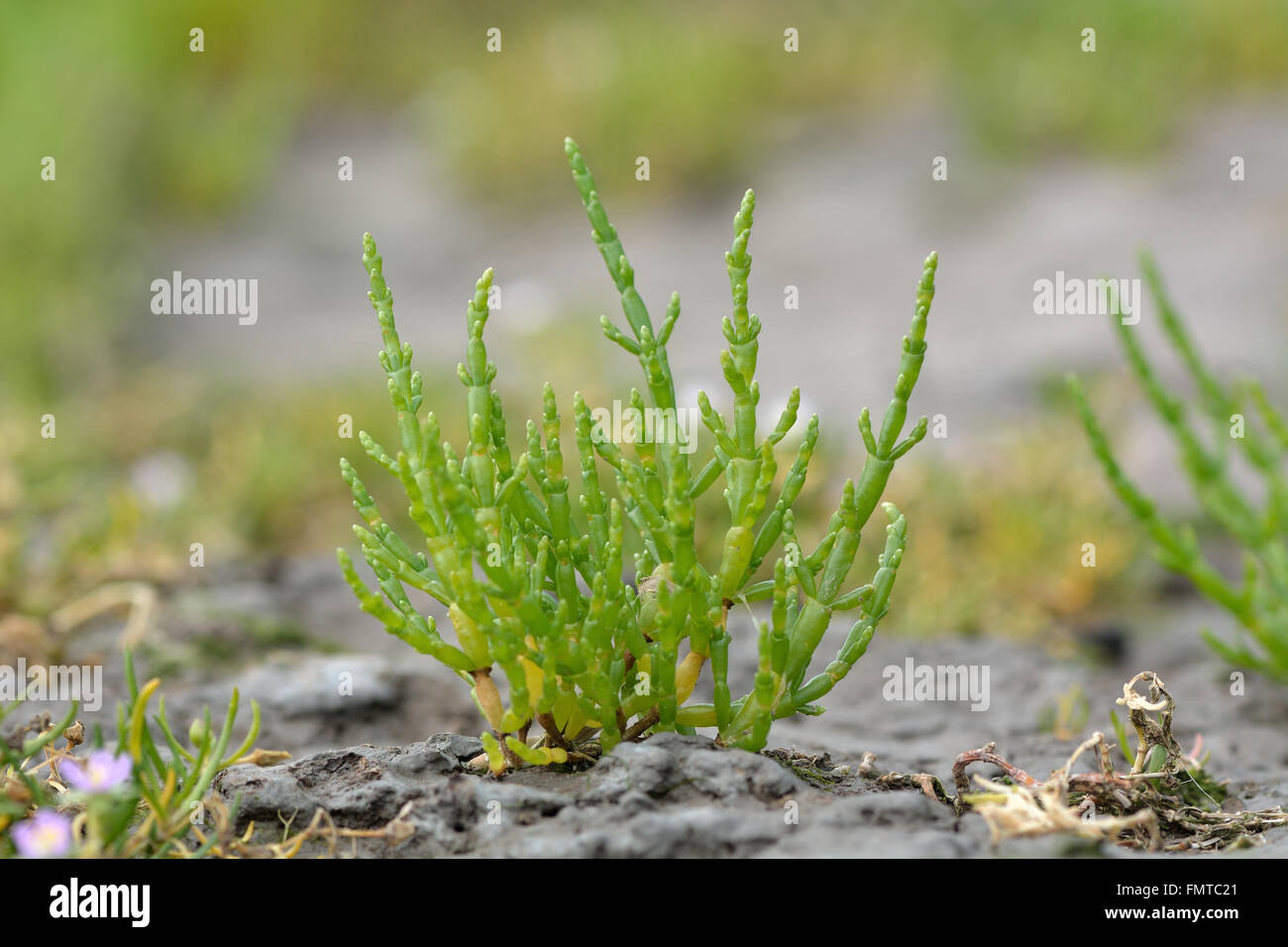 Common glasswort (Salicornia europaea). Plant in the family Amaranthaceae, growing on inter-tidal mudflats on the British coast Stock Photo