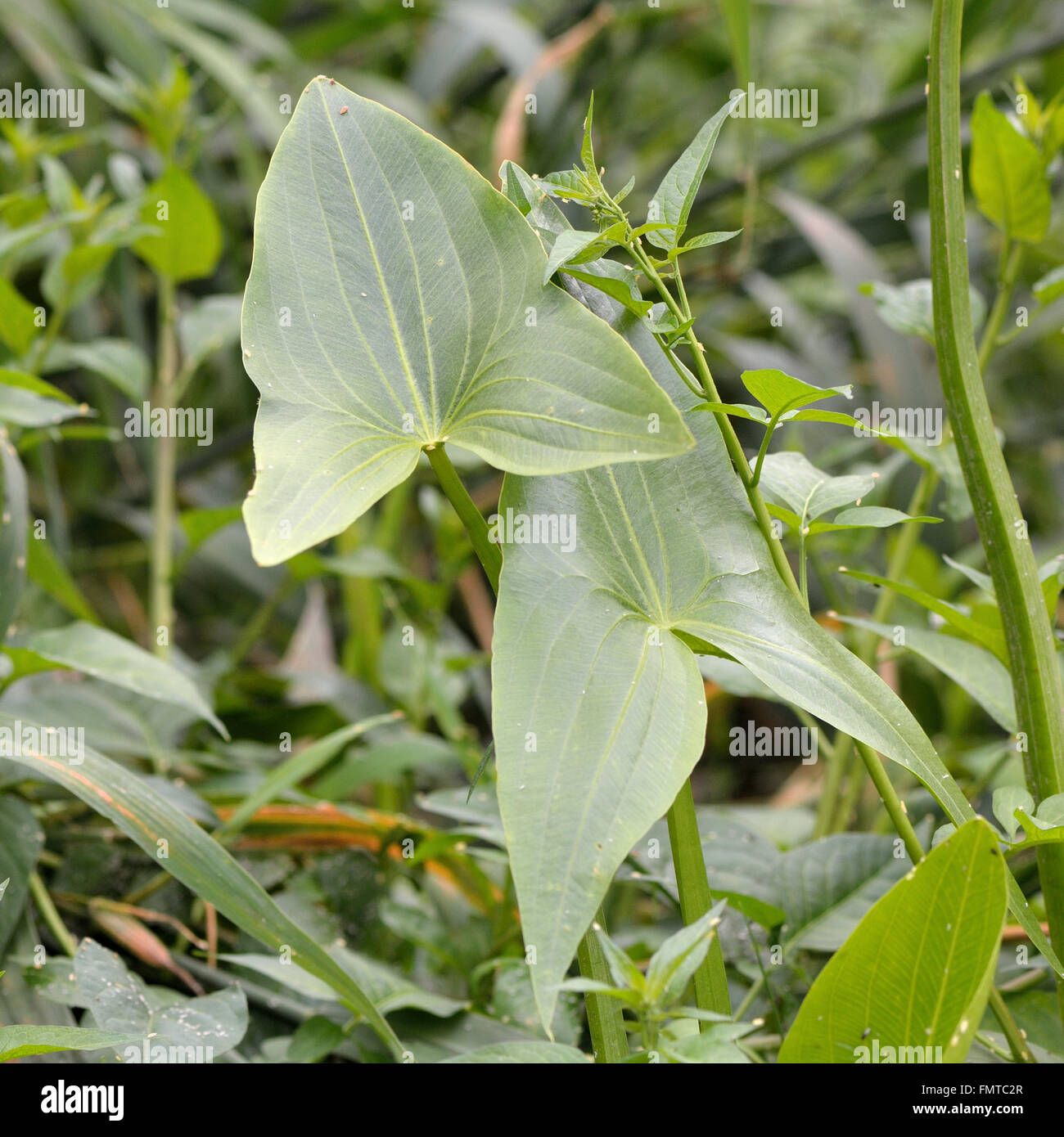 Arrowhead (Sagittaria sagittifolia). Distinctive arrow shaped leaves of aquatic plant in the family Alismataceae Stock Photo