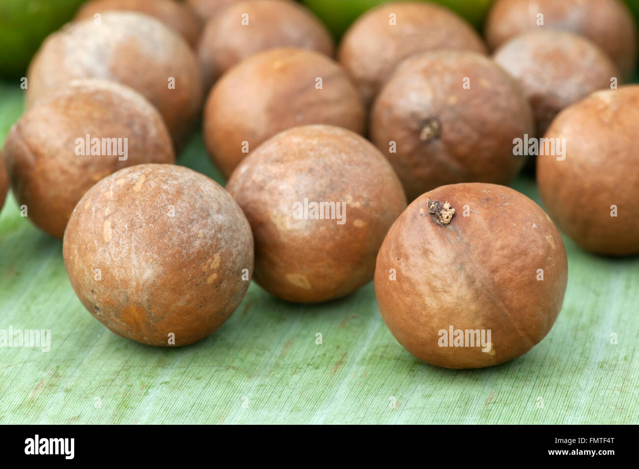 Harvested Macadamia nuts in shell 'Macadamia integrifolia'. Stock Photo