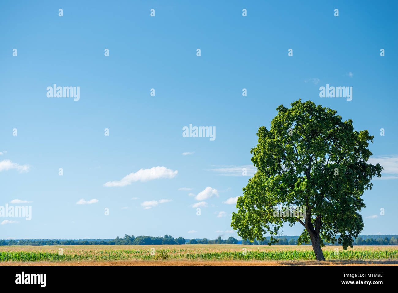 Field with old oak tree hi-res stock photography and images - Alamy