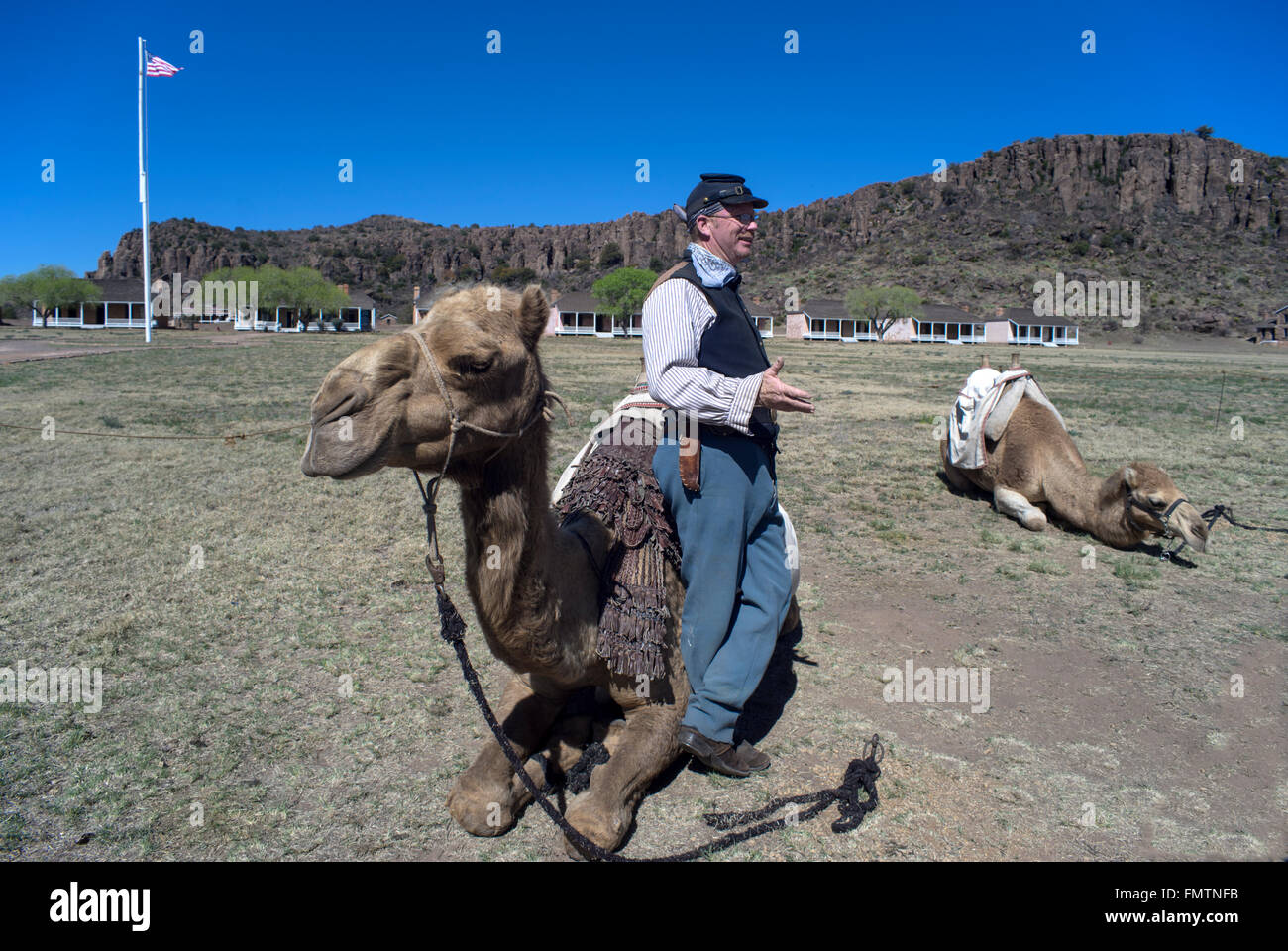 Camels on display at historical Fort Davis, Texas, during an event celebrating the U.S. Army Camel Corps. Stock Photo
