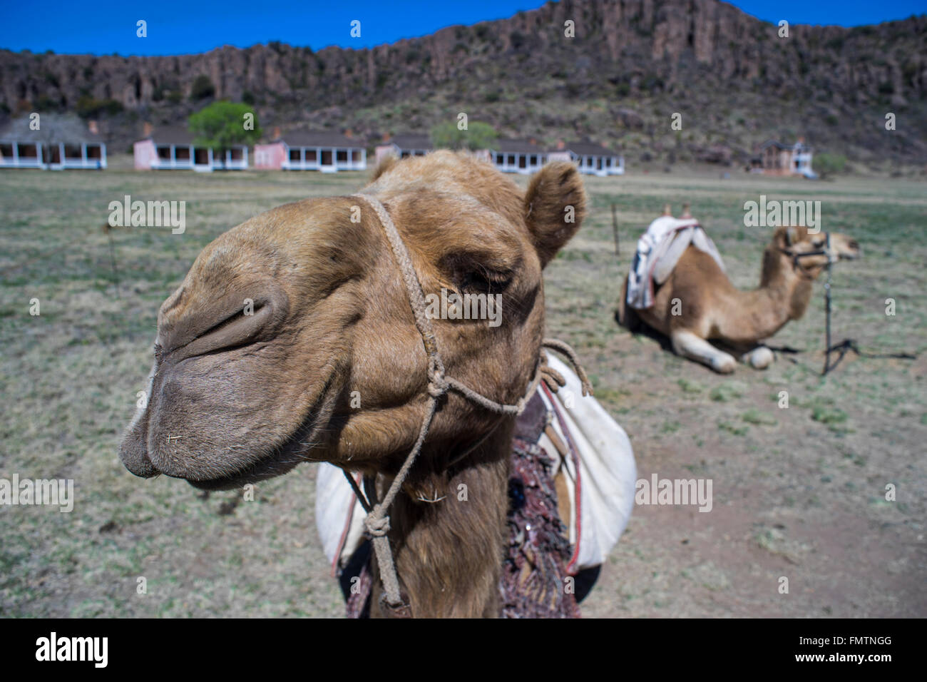 Camel on display at historical Fort Davis, Texas, during an event celebrating the U.S. Army Camel Corps. Stock Photo