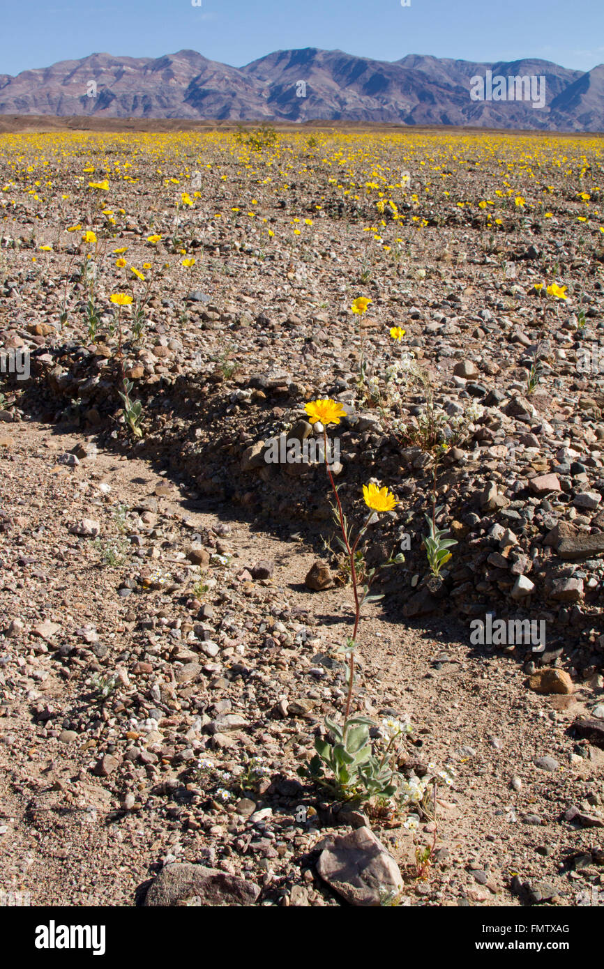 Desert with wildflowers hi-res stock photography and images - Alamy