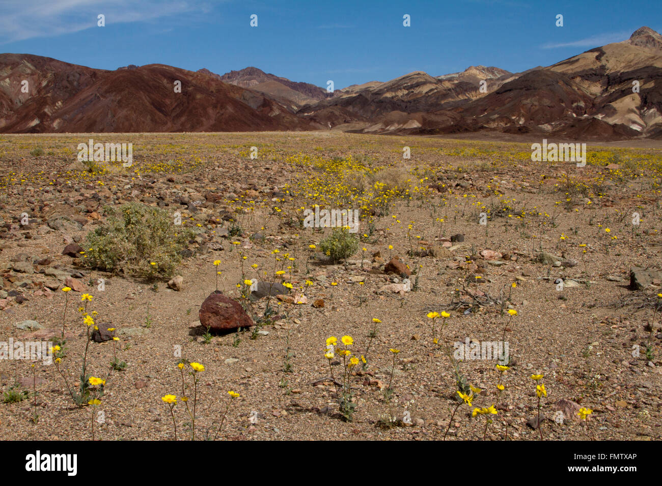 Death Valley Flowers High Resolution Stock Photography and Images - Alamy