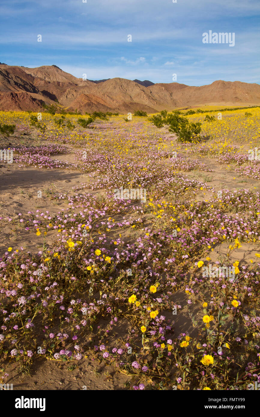 Spring wildflowers along Badwater Road, Death Valley, CA Stock Photo