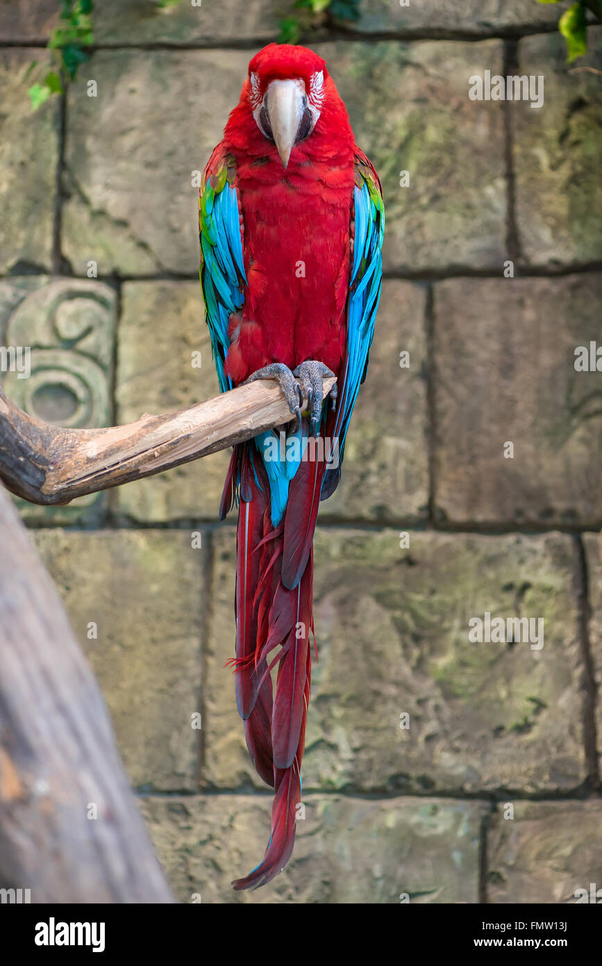 red macaw parrot with a long tail, sitting on a branch Stock Photo