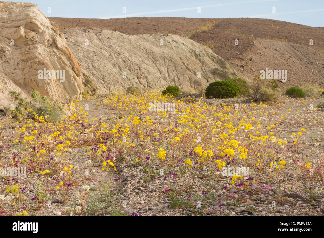 Death valley spring wildflowers hi-res stock photography and images - Alamy