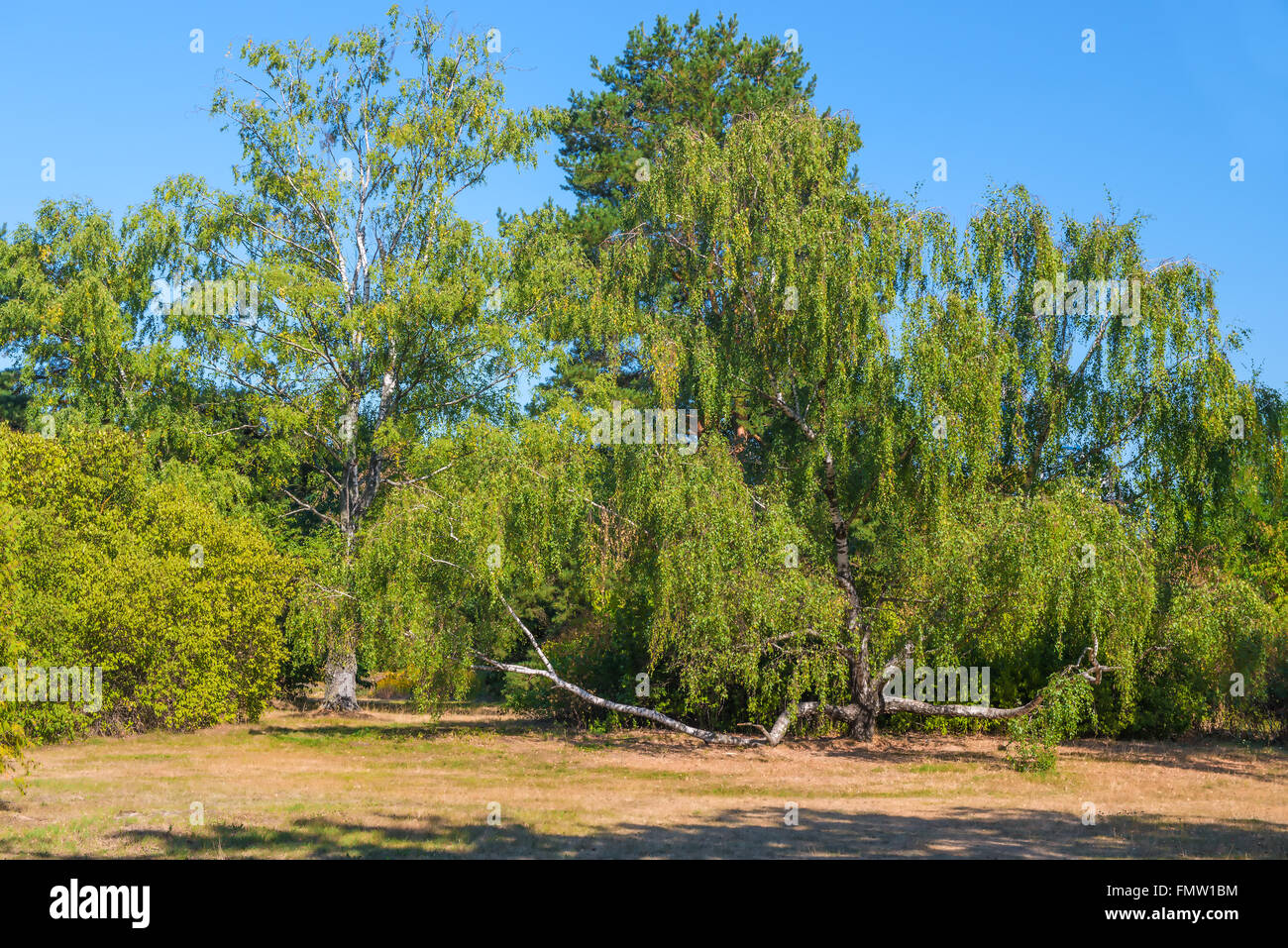 Tree in a park hi-res stock photography and images - Alamy