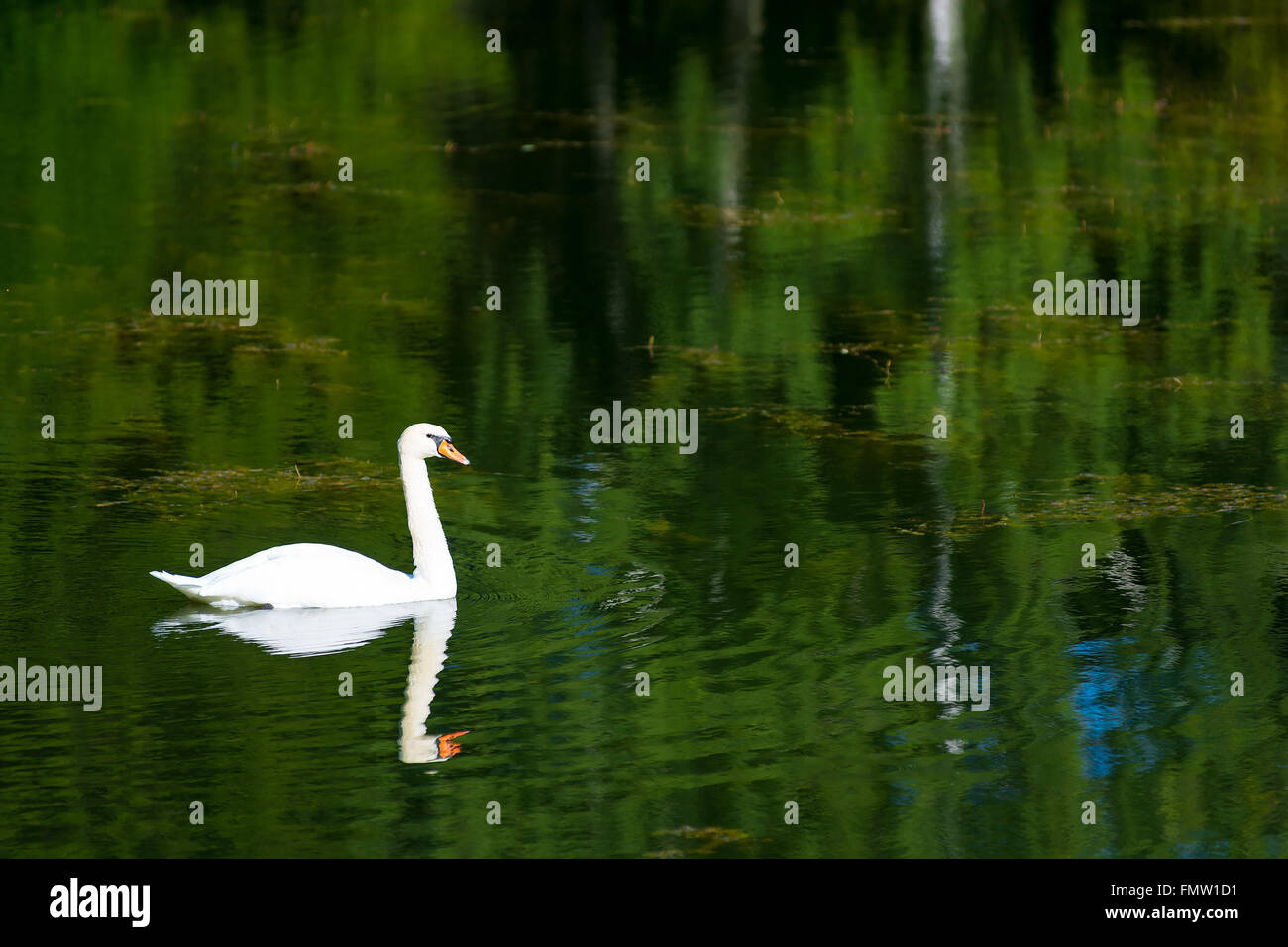 Lonely white swan floating in a pond Stock Photo - Alamy