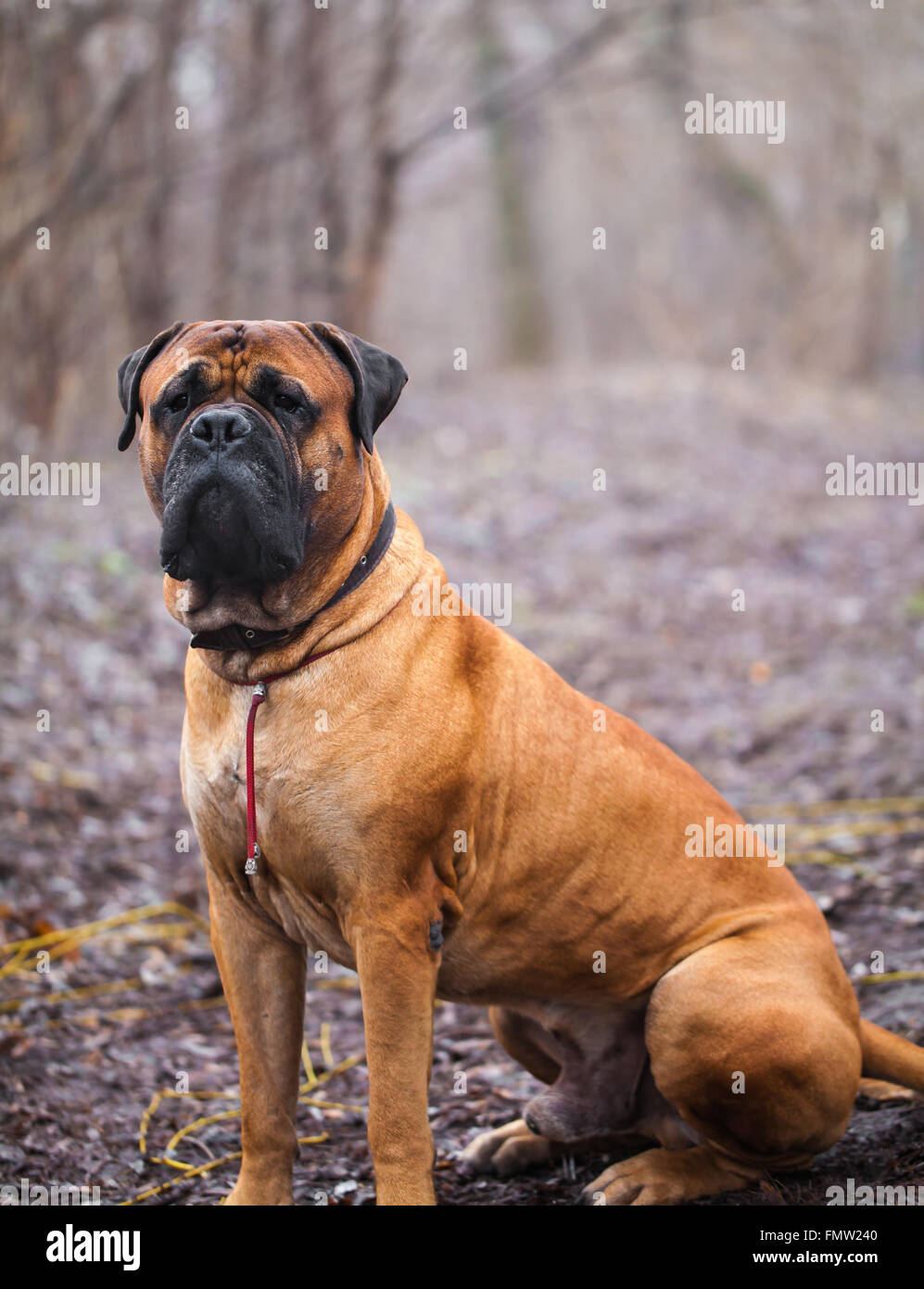 mastiff hi-res stock photography and images Alamy