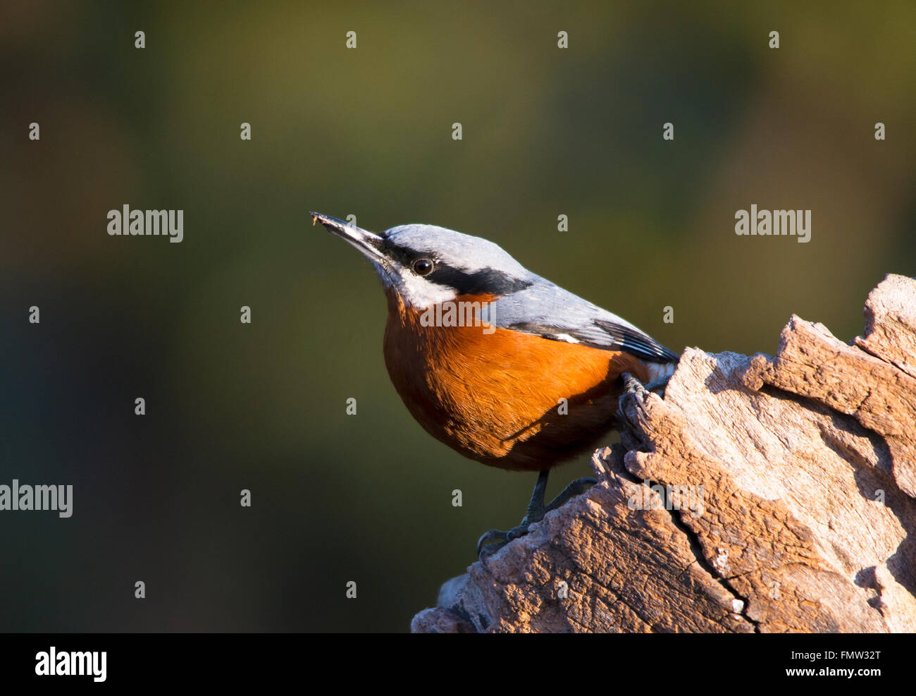 Chestnut Bellied Nuthatch Perched Stock Photo