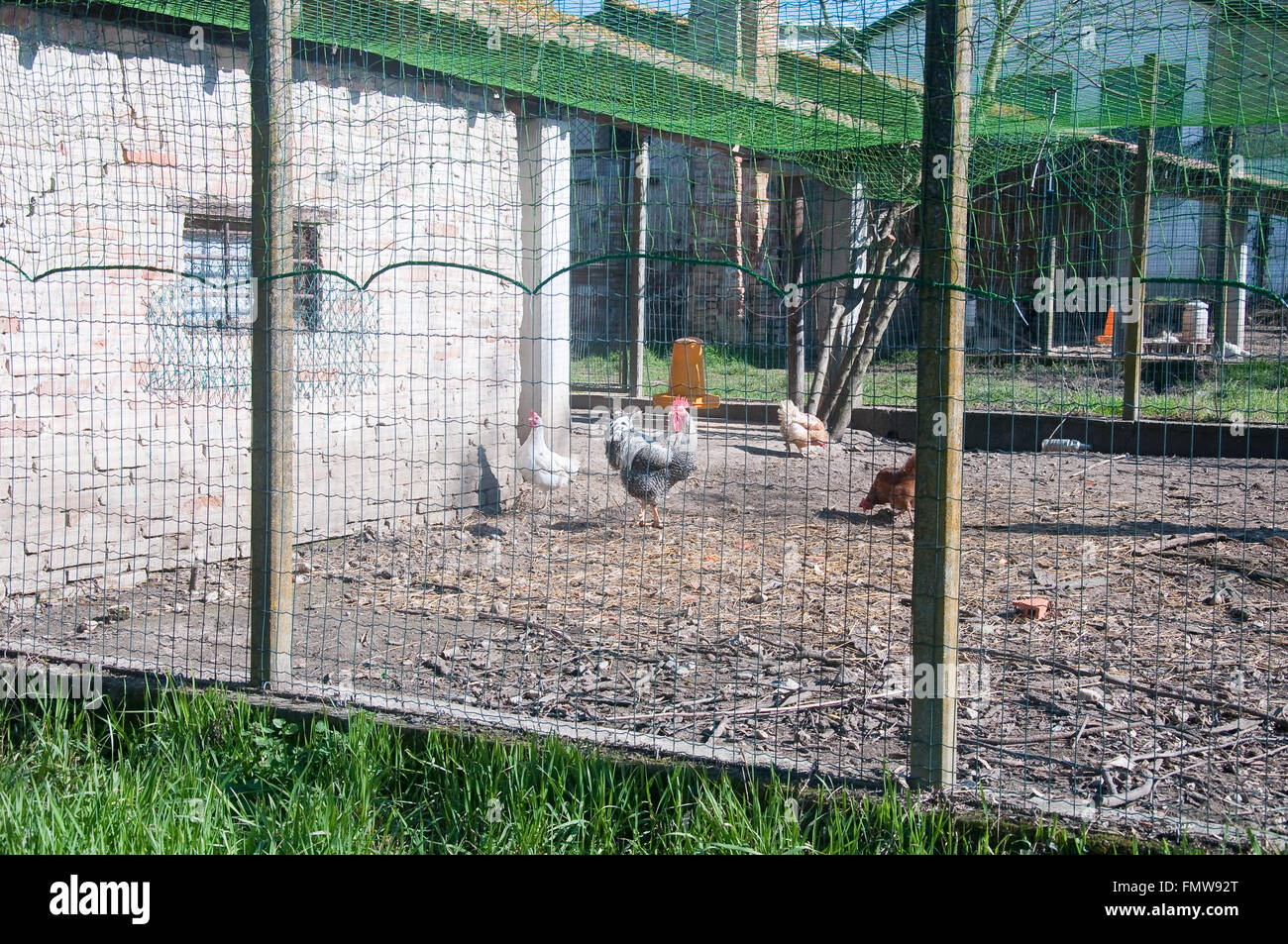 Chicken coop with the hens inside and the rooster,italy Stock Photo Alamy