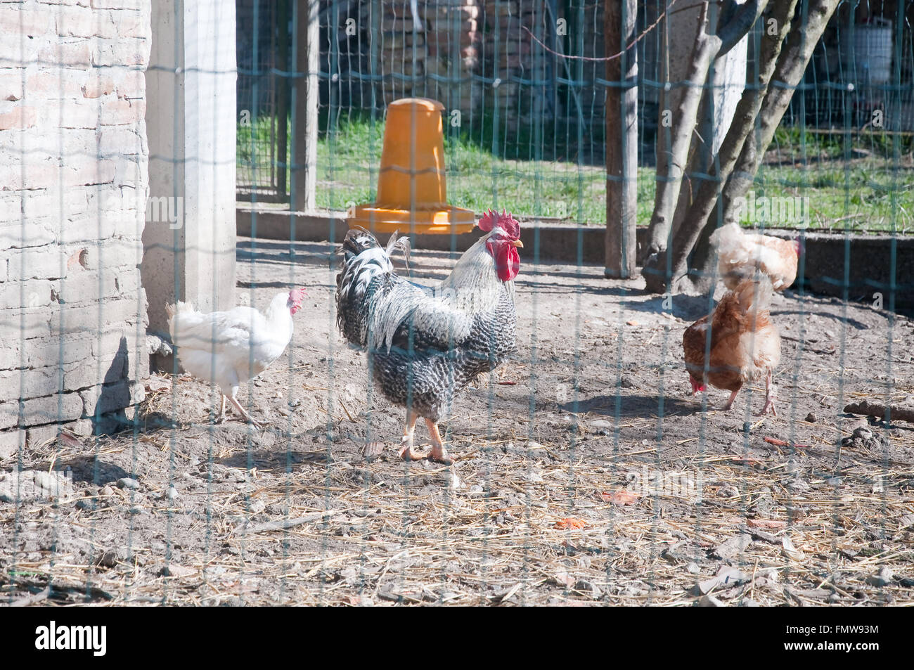 Chicken coop with the hens inside and the rooster,italy Stock Photo Alamy