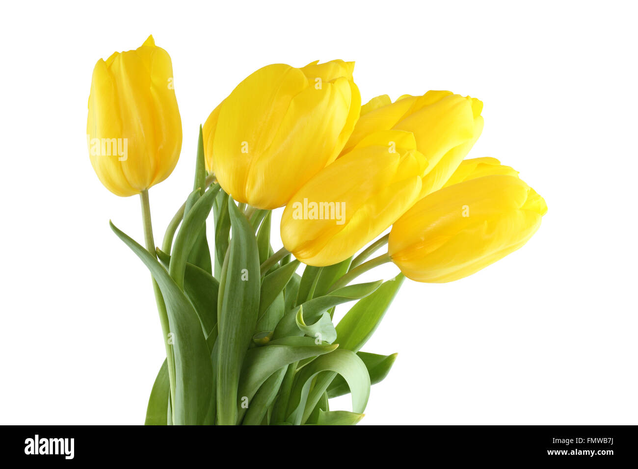 Bouquet of yellow tulips on white background Stock Photo - Alamy