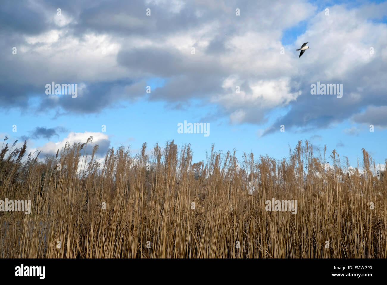 A single bird flying in Kensington Gardens Stock Photo