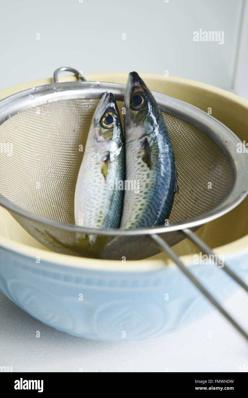 Fish, Seafood Still Life Shot Stock Photo