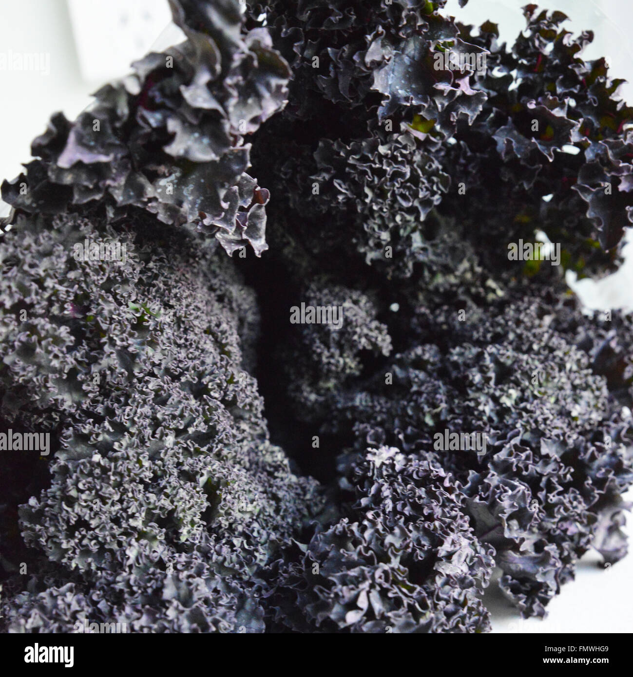 Kale. Purple Kale. Stock Photo