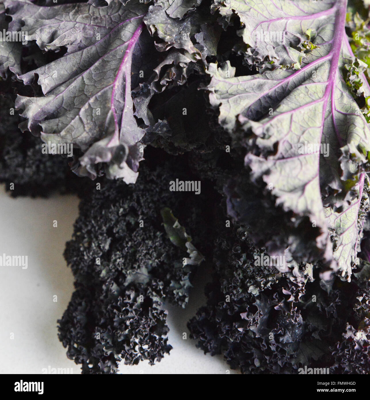 Kale. Purple Kale. Stock Photo