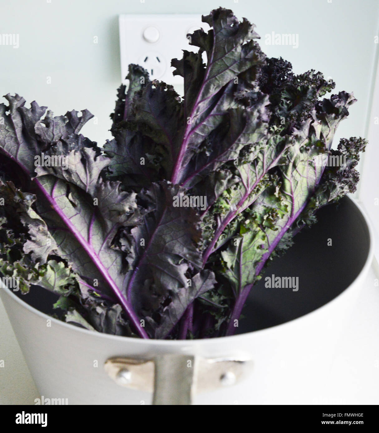 Kale. Purple Kale. Stock Photo