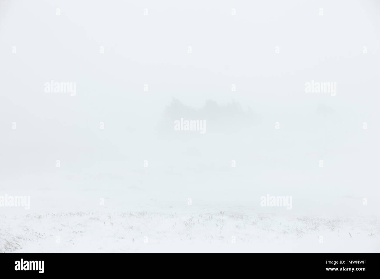 Whiteout conditions obscuring the visibility of trees during a Blizzard Warning in Goodland, Kansas. Stock Photo