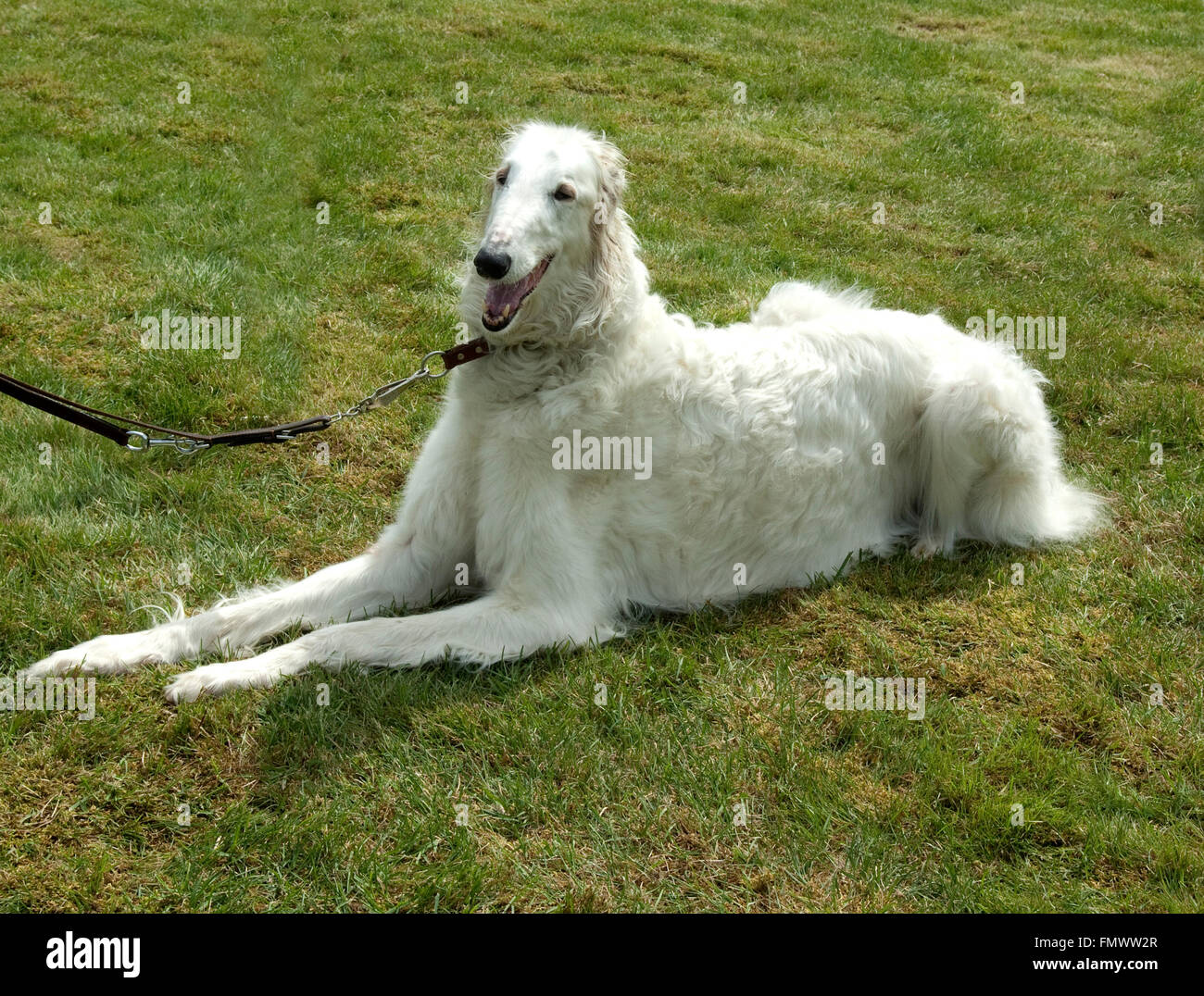 Windhund hi-res stock photography and images - Alamy