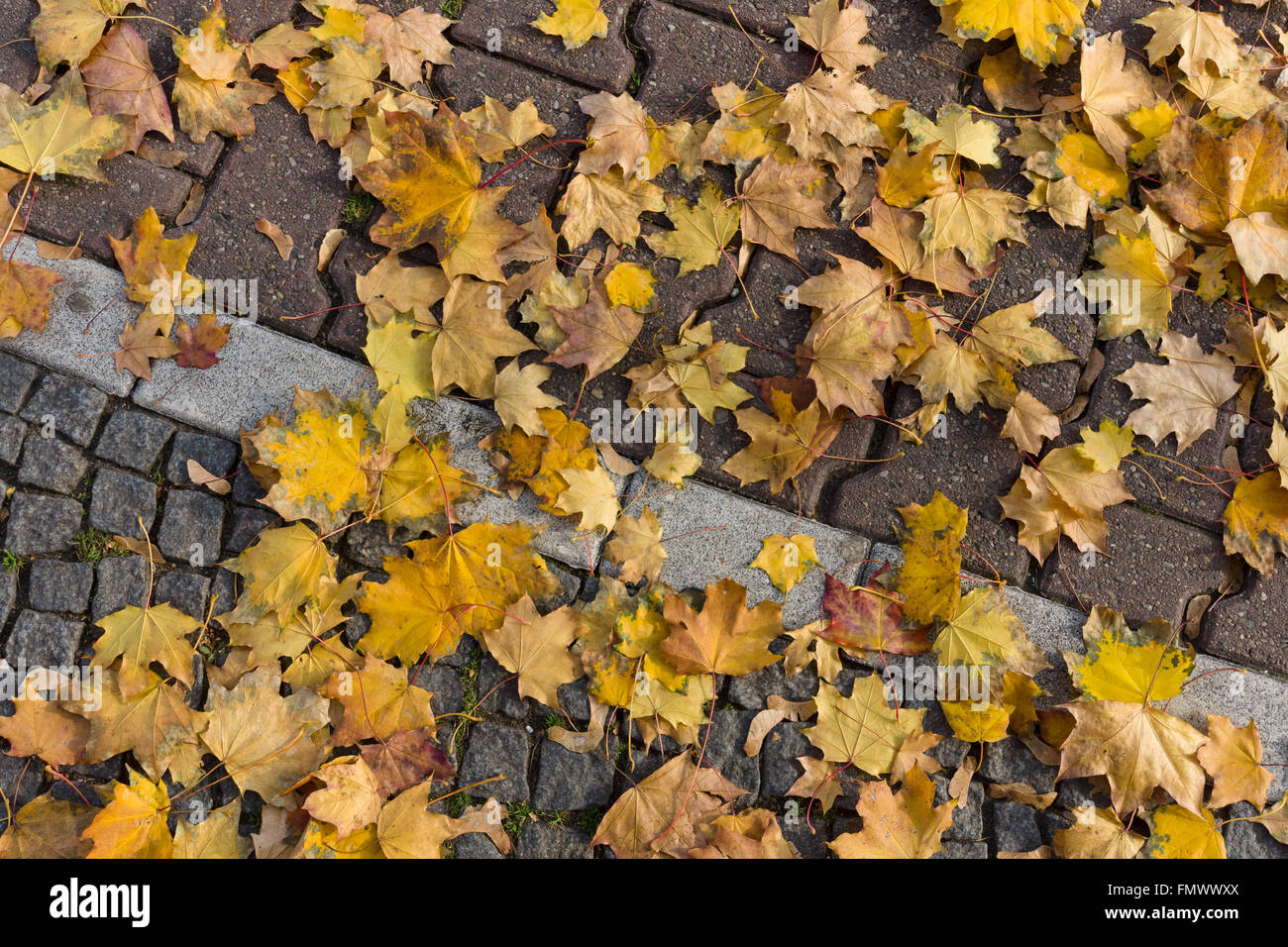 Fallen yellow leaves on the pavement Stock Photo - Alamy