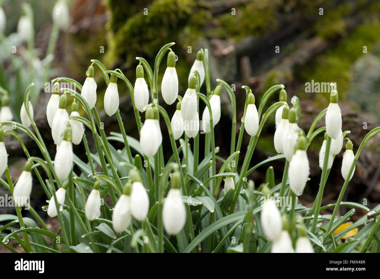 Schneeglöckchen Blumenzwiebeln 40 Stück - Frühlingsboten Für Garten & Balkon