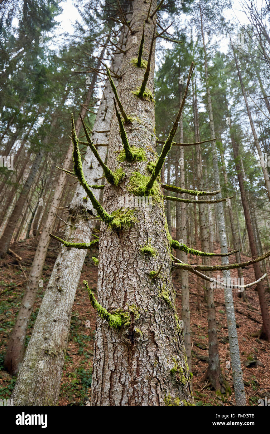 Big Pine Tree With Mossy Branches In The Forest Stock Photo Alamy