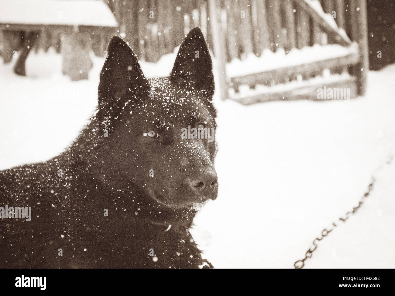 Portrait of a black dog Stock Photo - Alamy