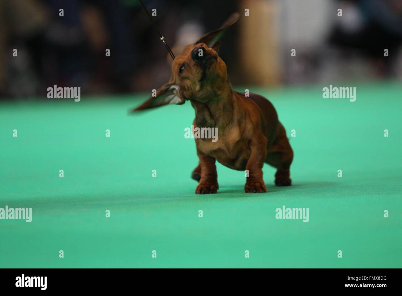Birmingham, UK. 13 March 2016. A Miniature Smooth-haired Dachshund being judged on the final day at Crufts which celebrates its 125th Anniversary this year. Credit:  Jon Freeman/Alamy Live News Stock Photo