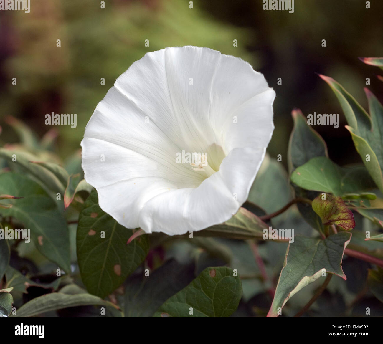 Zaunwinde; Calystegia sepium Stock Photo