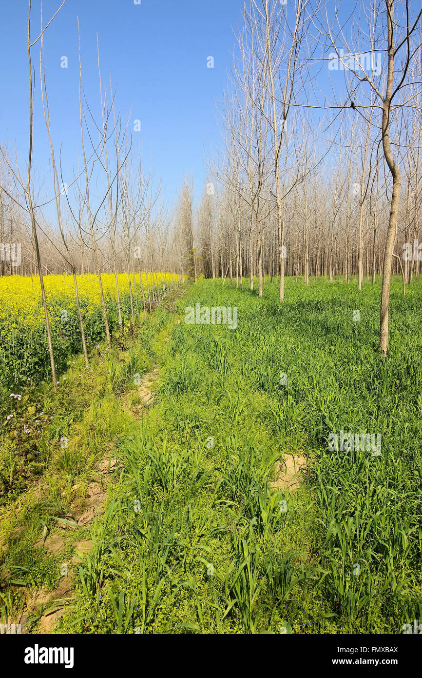 Trees punjab india High Resolution Stock Photography and Images Alamy