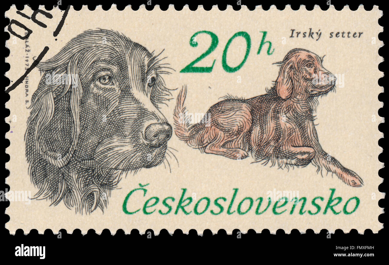 BUDAPEST, HUNGARY - 12 march 2016:  a stamp printed in Czechoslovakia shows Irish Setter, circa 1973 Stock Photo