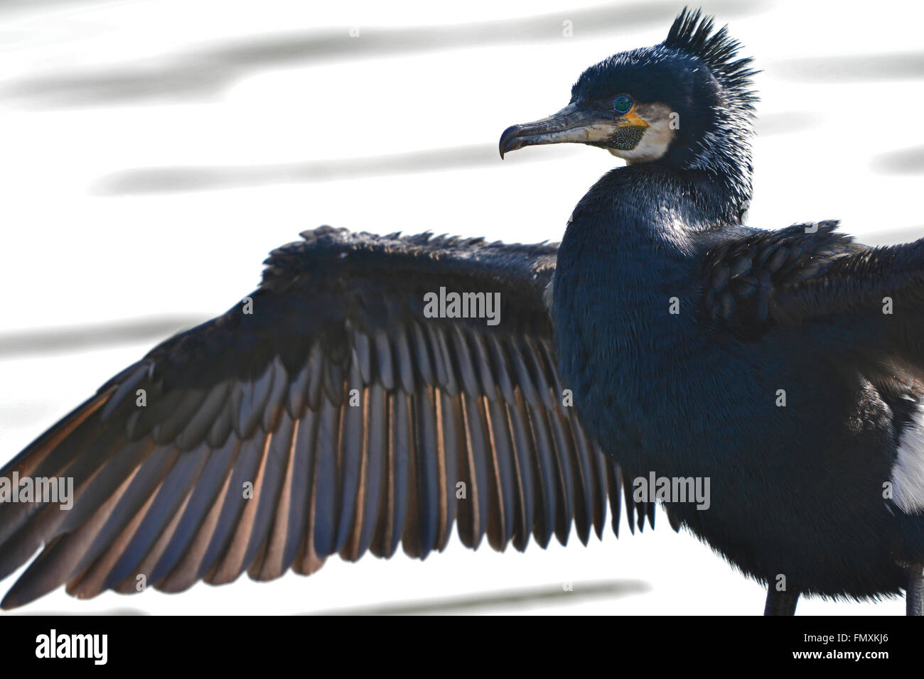 Bristol, UK. 13th March, 2016. UK Weather. On a warm and sunny day in Bristols harbor side a cormorant is seen drying its spread out black wings. Credit:  Robert Timoney/Alamy Live News Stock Photo