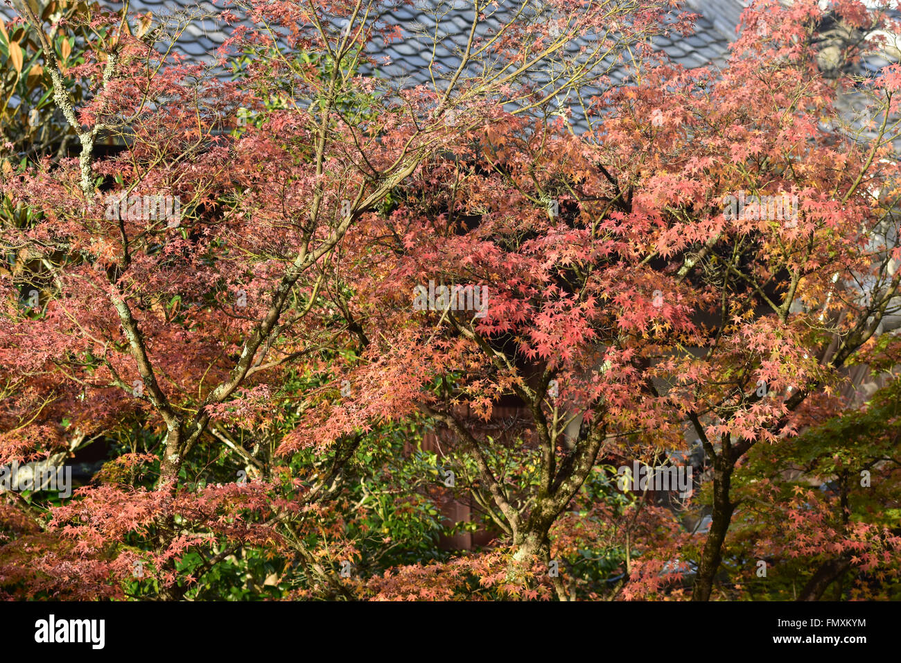 autumn foliage at Eikando Temple in Kyoto, Japan Stock Photo