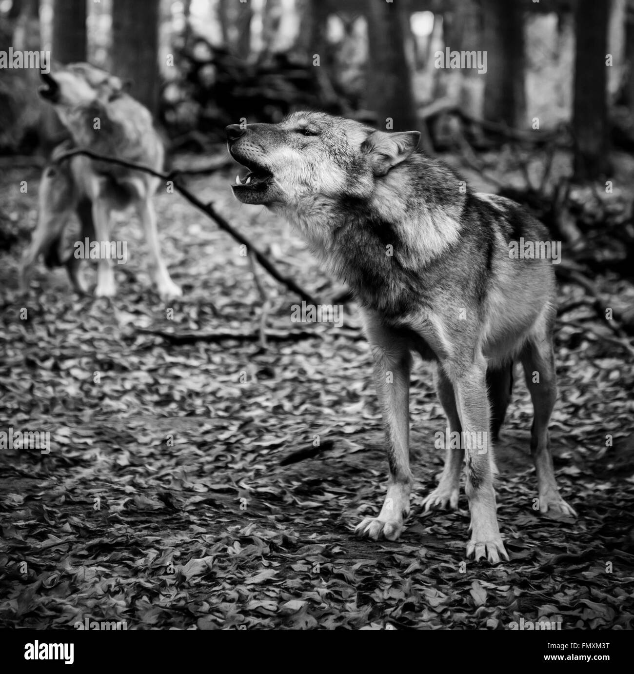 two howling wolves in black and white Stock Photo