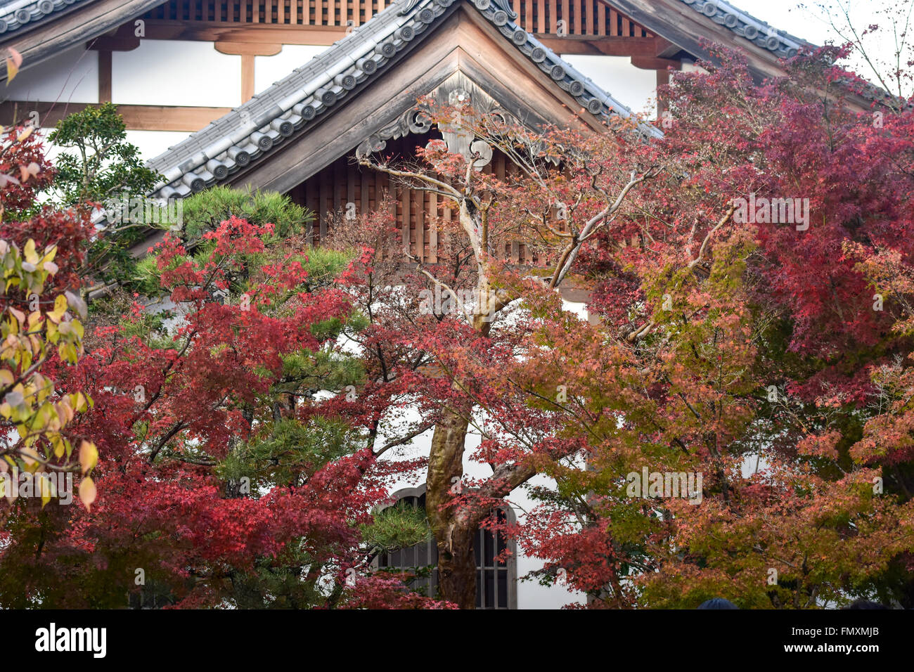 autumn foliage at Eikando Temple in Kyoto, Japan Stock Photo
