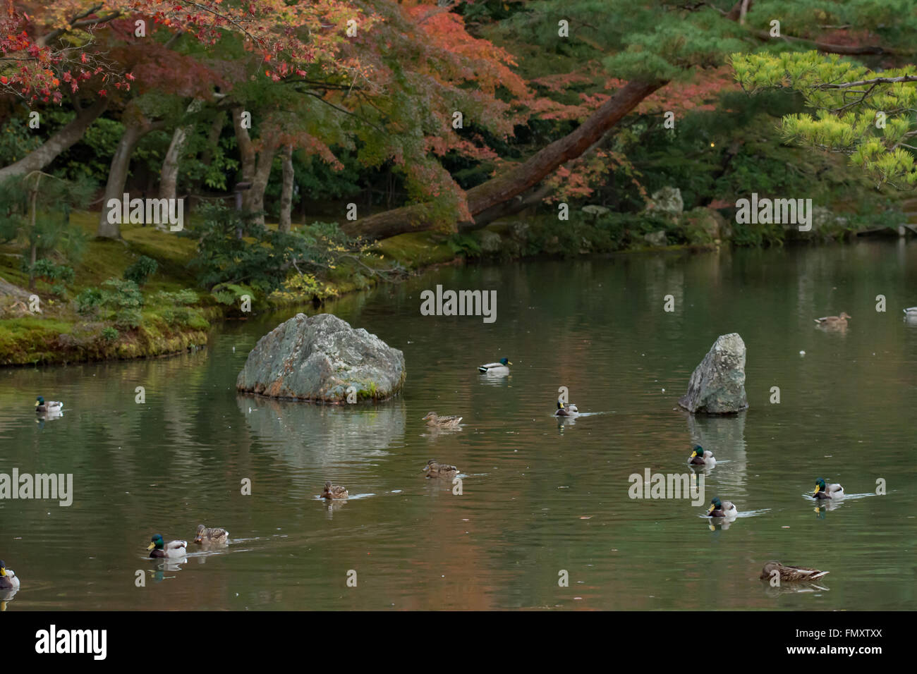 ducks in the pond around the Golden Pavilion (Kinkaku-ji) of Kyoto, Japan. autumn Stock Photo